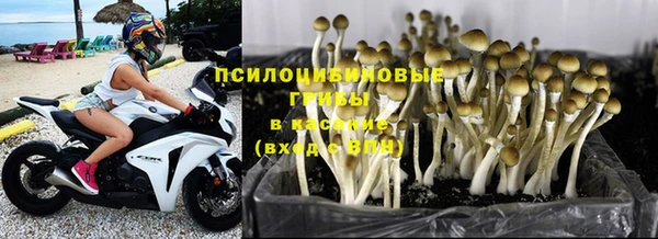 прущие грибы Дмитровск